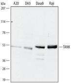 TANK Polyclonal Antibody