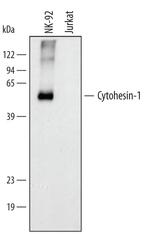 Cytohesin 1 Polyclonal Antibody