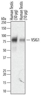 VSIG1 Polyclonal Antibody