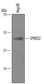 SPRED2 Polyclonal Antibody