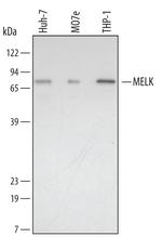 MELK Polyclonal Antibody