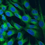 LRP1 Cluster III Polyclonal Antibody