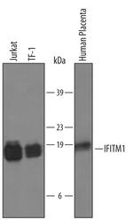 IFITM1 Polyclonal Antibody