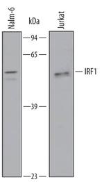 IRF1 Polyclonal Antibody
