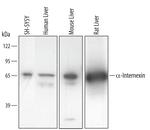 alpha Internexin Polyclonal Antibody