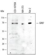 GRB7 Polyclonal Antibody