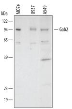 GAB2 Polyclonal Antibody