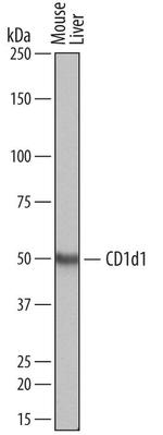 CD1d Antibody in Western Blot (WB)