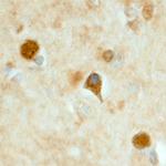 LRRTM3 Antibody in Immunohistochemistry (Frozen) (IHC (F))