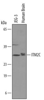 ITM2C Polyclonal Antibody