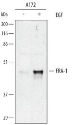 Fra1 Polyclonal Antibody