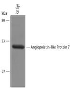 ANGPTL7 Polyclonal Antibody