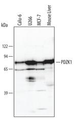 PDZK1 Polyclonal Antibody