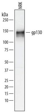 GP130 Polyclonal Antibody