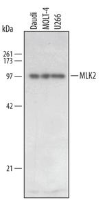 MLK2 Polyclonal Antibody