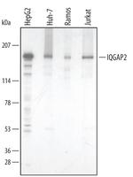 IQGAP2 Polyclonal Antibody