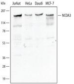 SRC3 Antibody in Western Blot (WB)