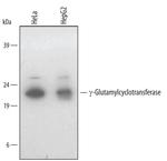 GGCT Antibody in Western Blot (WB)