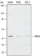 MED4 Polyclonal Antibody