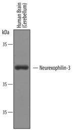 NXPH3 Polyclonal Antibody