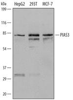 PIAS3 Polyclonal Antibody