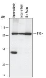 PKC gamma Antibody in Western Blot (WB)