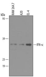 IFNK Polyclonal Antibody