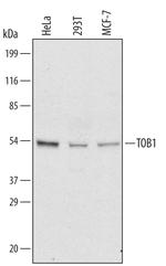 TOB1 Polyclonal Antibody