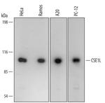 CAS Polyclonal Antibody
