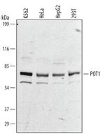 POT1 Polyclonal Antibody
