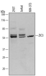 ZIC3 Polyclonal Antibody