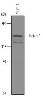 NOTCH1 Polyclonal Antibody
