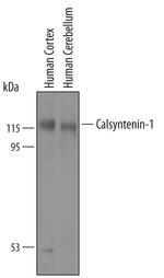 CLSTN1 Polyclonal Antibody