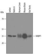 C1QBP Polyclonal Antibody
