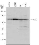 DYRK3 Polyclonal Antibody