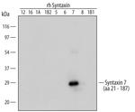 STX7 Polyclonal Antibody