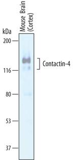 Contactin 4 Polyclonal Antibody