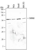 SAM68 Polyclonal Antibody