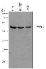 WASF3 Polyclonal Antibody