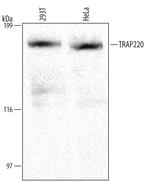 TRAP220 Polyclonal Antibody