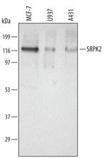SRPK2 Polyclonal Antibody