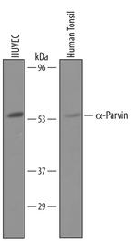 PARVA Polyclonal Antibody