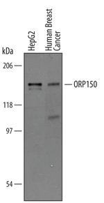 HYOU1 Polyclonal Antibody