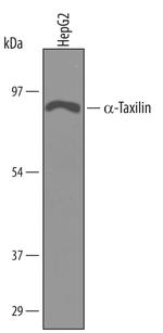 TXLNA Polyclonal Antibody