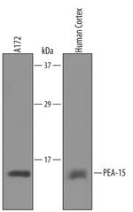 PEA15 Polyclonal Antibody