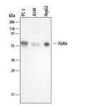 AJUBA Polyclonal Antibody