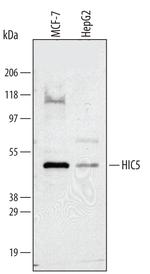 HIC5 Polyclonal Antibody