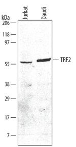 TRF2 Polyclonal Antibody
