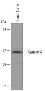 Syntaxin 6 Polyclonal Antibody