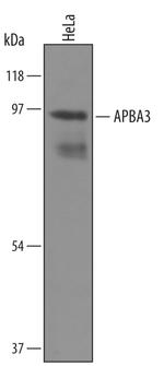 MINT3 Polyclonal Antibody